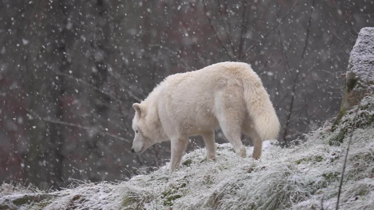 北极狼，北极狼(Canis lupus arctos)，在冬天下雪时视频素材