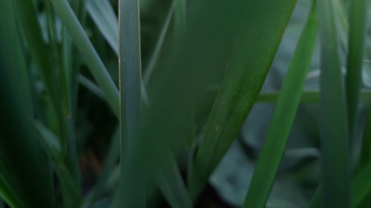 镜头在绿色的草地上移动。视频素材