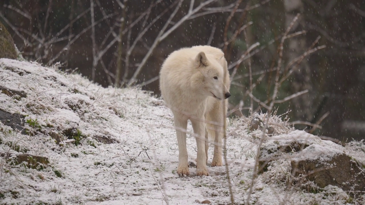 北极狼，北极狼(Canis lupus arctos)，在冬天下雪时视频素材