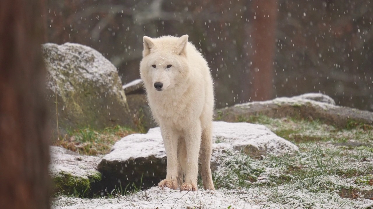 北极狼，北极狼(Canis lupus arctos)，在冬天下雪时视频素材