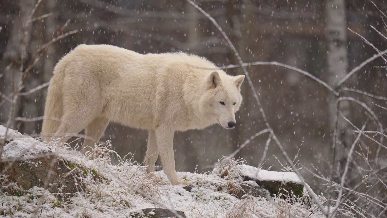 北极狼，北极狼(Canis lupus arctos)，在冬天下雪时视频素材