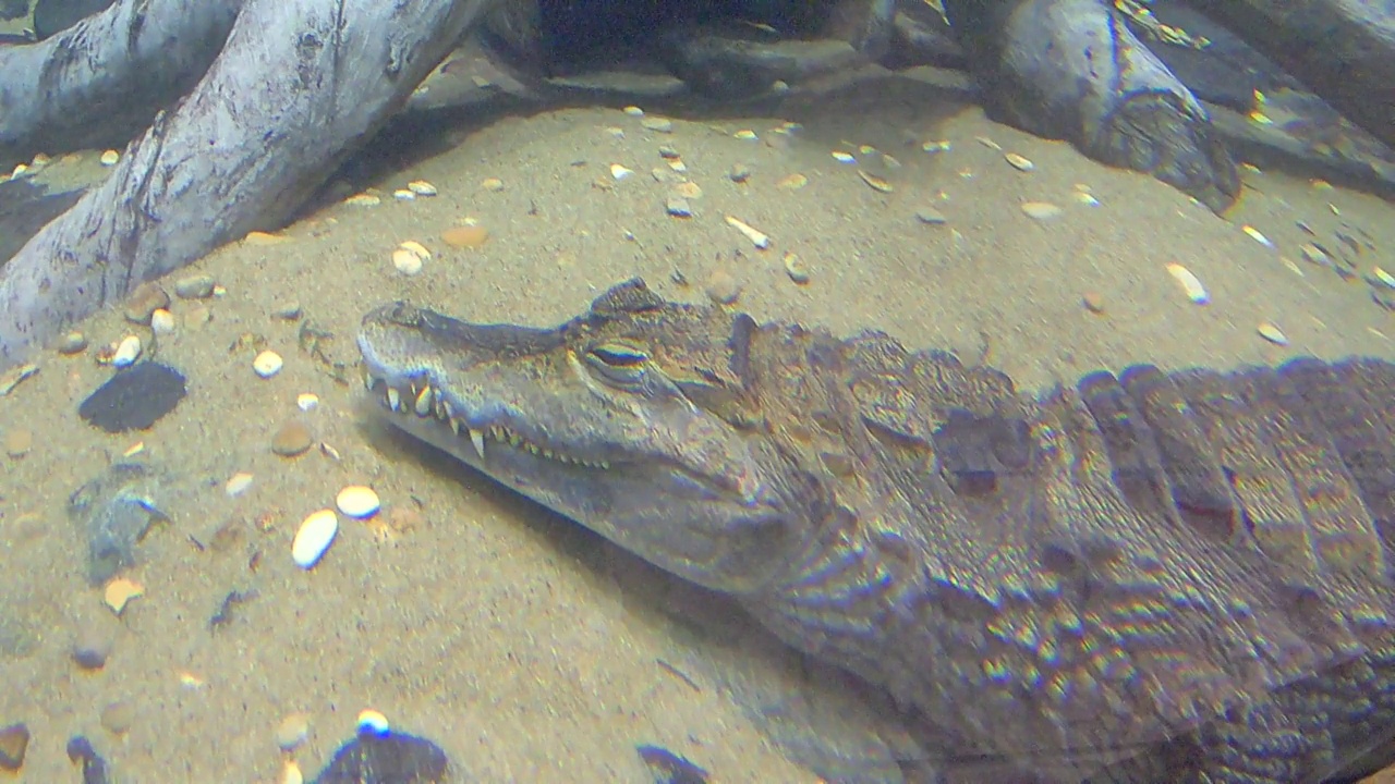 鳄鱼在水下视频素材