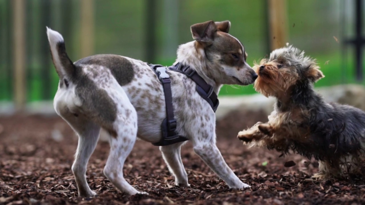 两只小猎犬在狗的操场上玩耍。视频素材