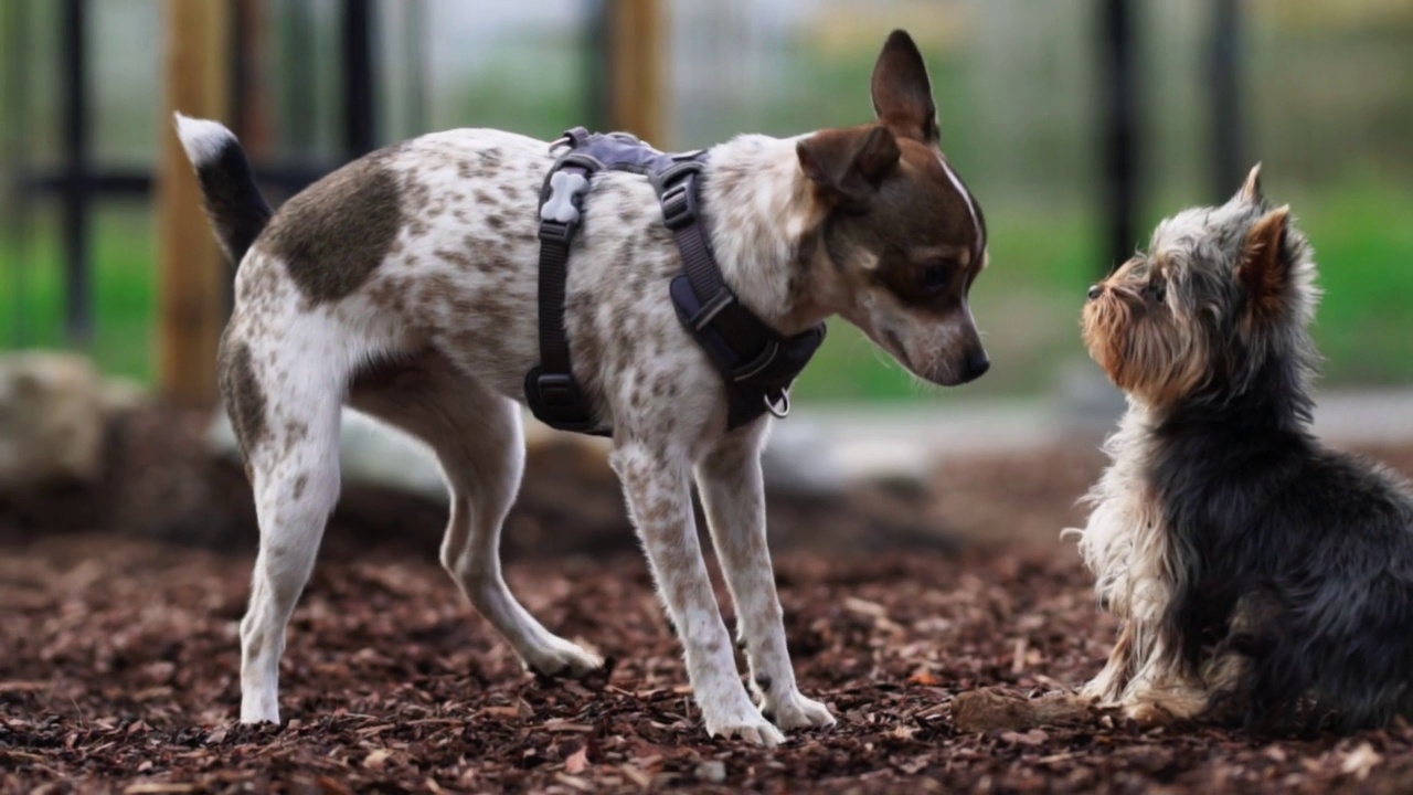 两只小猎犬在狗的操场上玩耍。视频素材