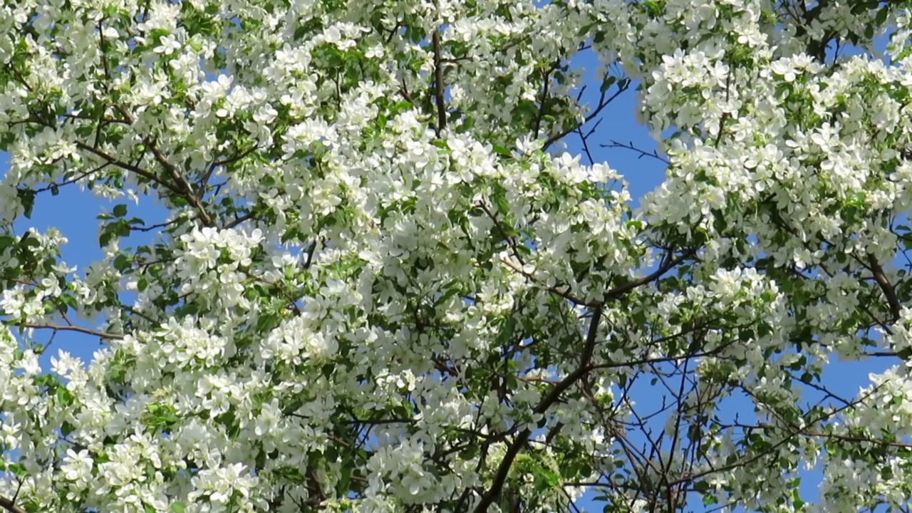 蜜蜂从盛开的苹果树的白花上收集花粉视频素材