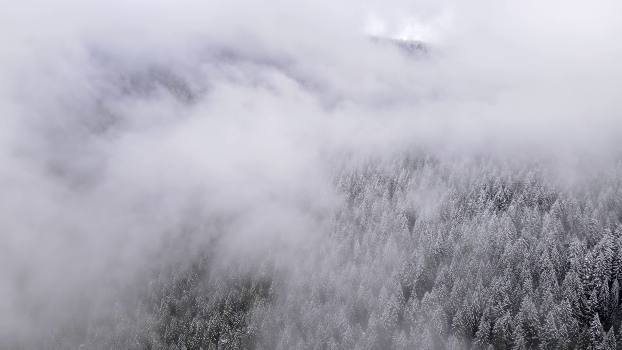 飞越俄勒冈州被雪覆盖的森林视频素材