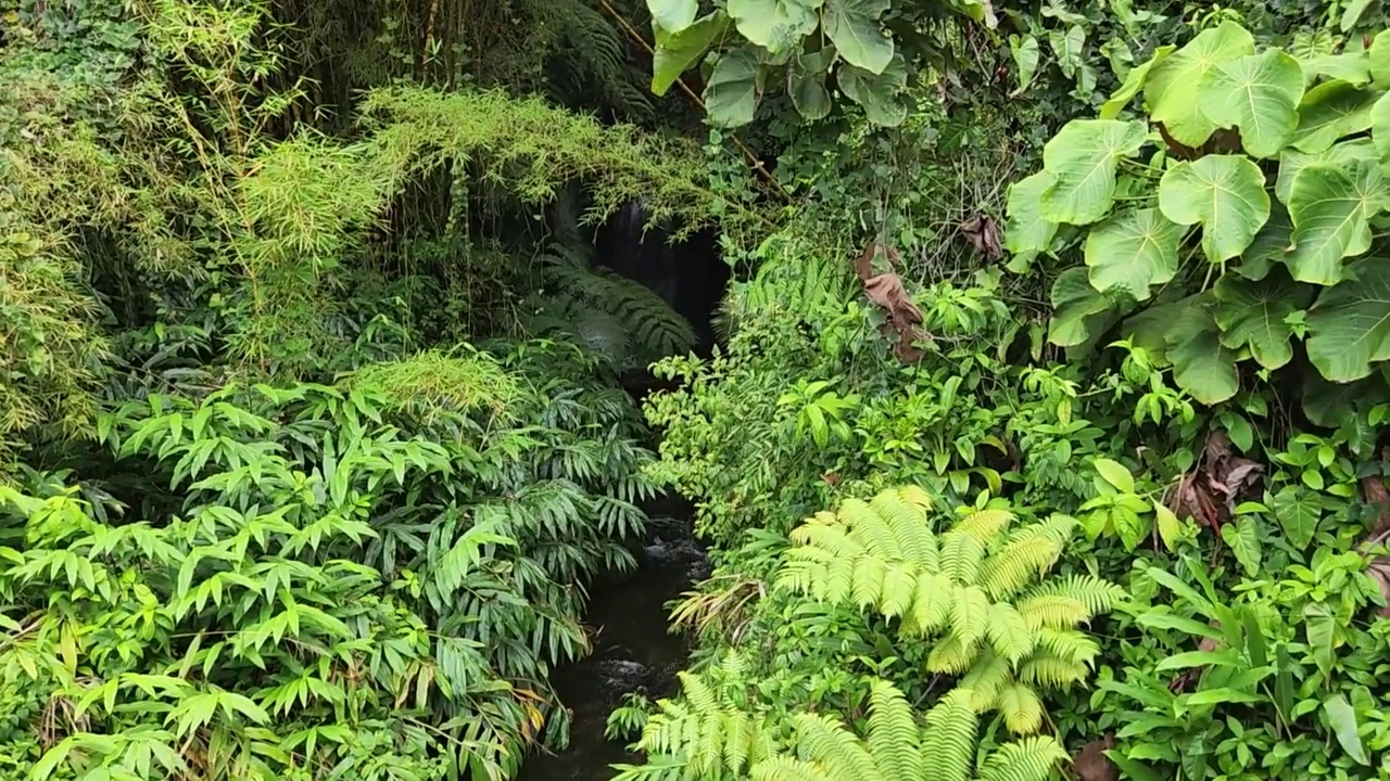 夏威夷大岛的阿卡卡瀑布州立公园视频素材