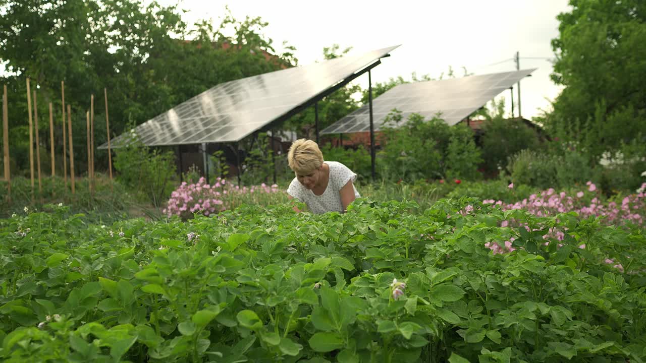 一个女人在花园的太阳能电池板旁除草视频素材