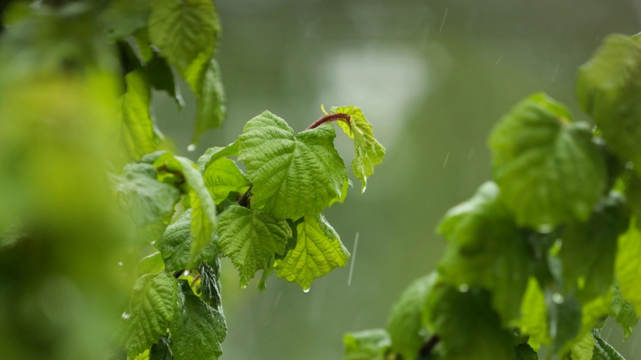 雨水落在绿色植物的叶子上。平静放松的冥想和平的背景。大雨中，雨滴从绿叶滴下。雨天与大自然中的雨水。视频素材