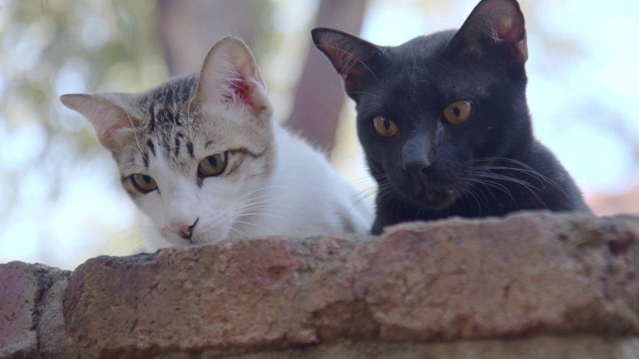 白虎斑猫和黑猫一起休息在砖墙上，好奇地向下看，明亮的蓝天背景。好奇的动物的概念。视频素材