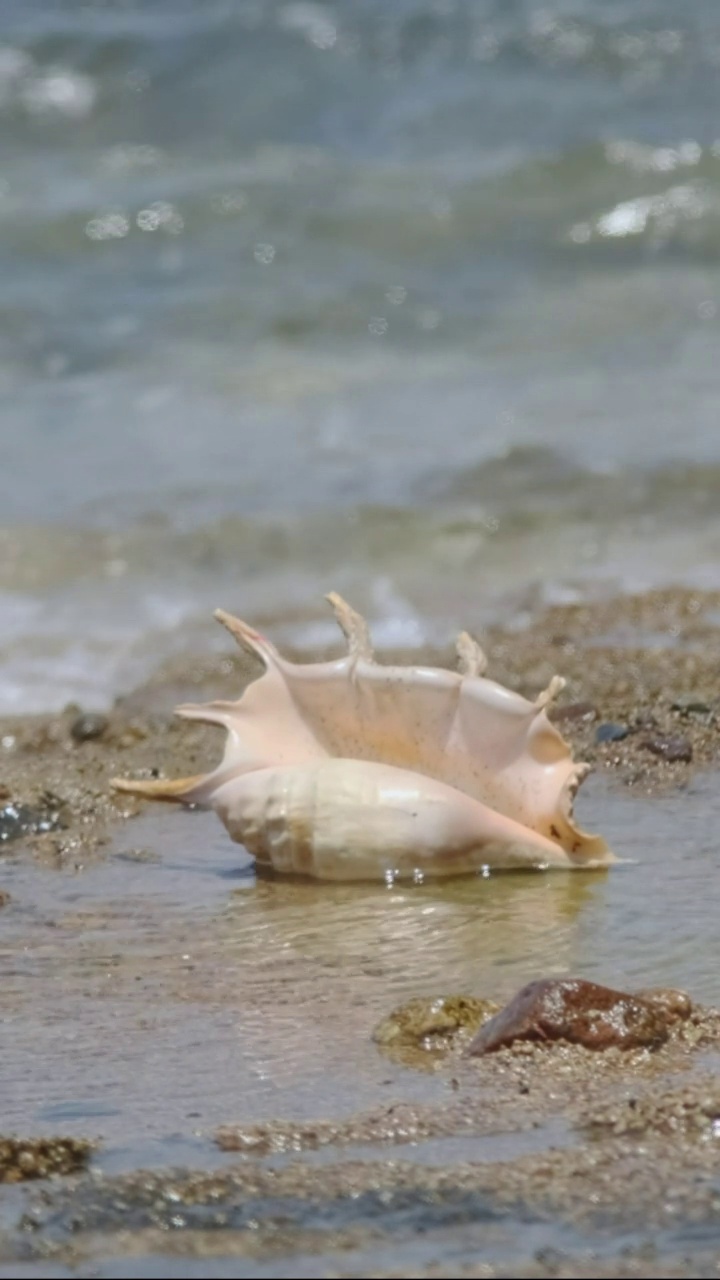 垂直视频:背景海浪上冲浪带的贝壳。海岸蜘蛛海螺的壳视频素材