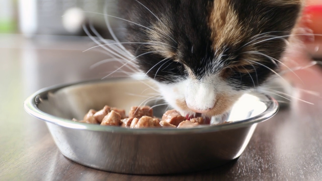 饥饿的猫在吃金属碗里的食物视频下载