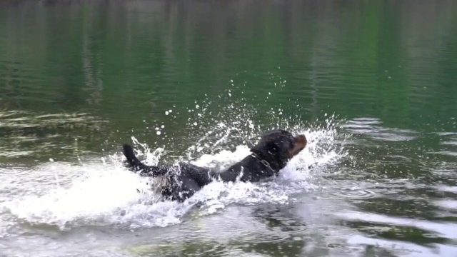 狗跳进湖里溅起水花，在一个阳光明媚的日子里游泳。视频素材