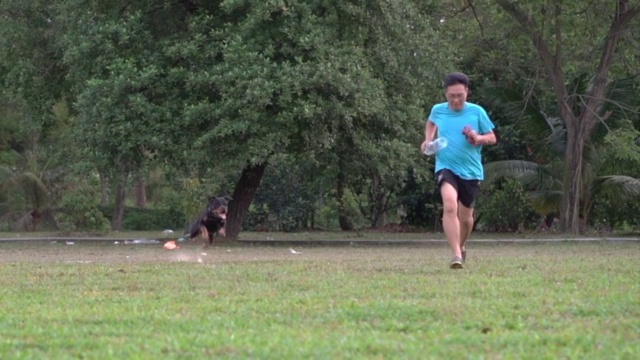 快乐的罗特韦尔犬和人一起在田野上奔跑。晴天、夏日和训狗理念。视频素材