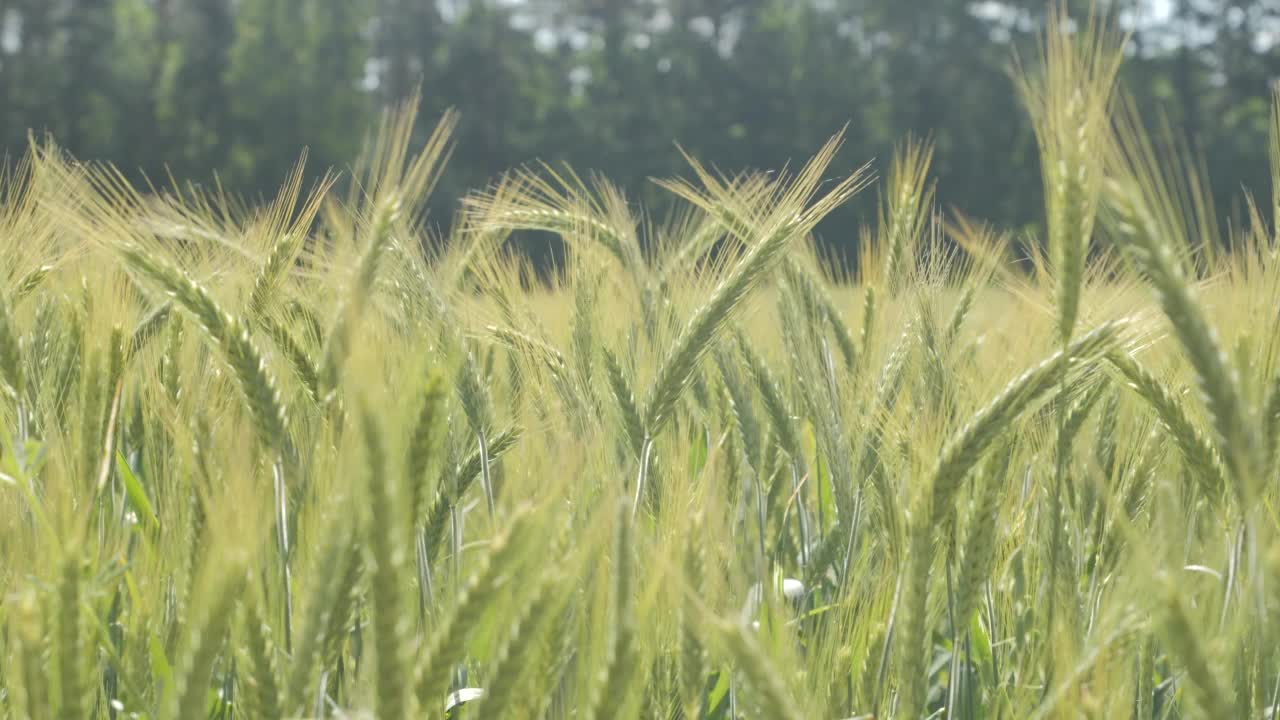 天空乌云麦田夏季肥沃的背景。小麦的小穗与谷物摇风。谷物在夏天成熟。农业企业环境友好型小麦。全球粮食危机。视频素材