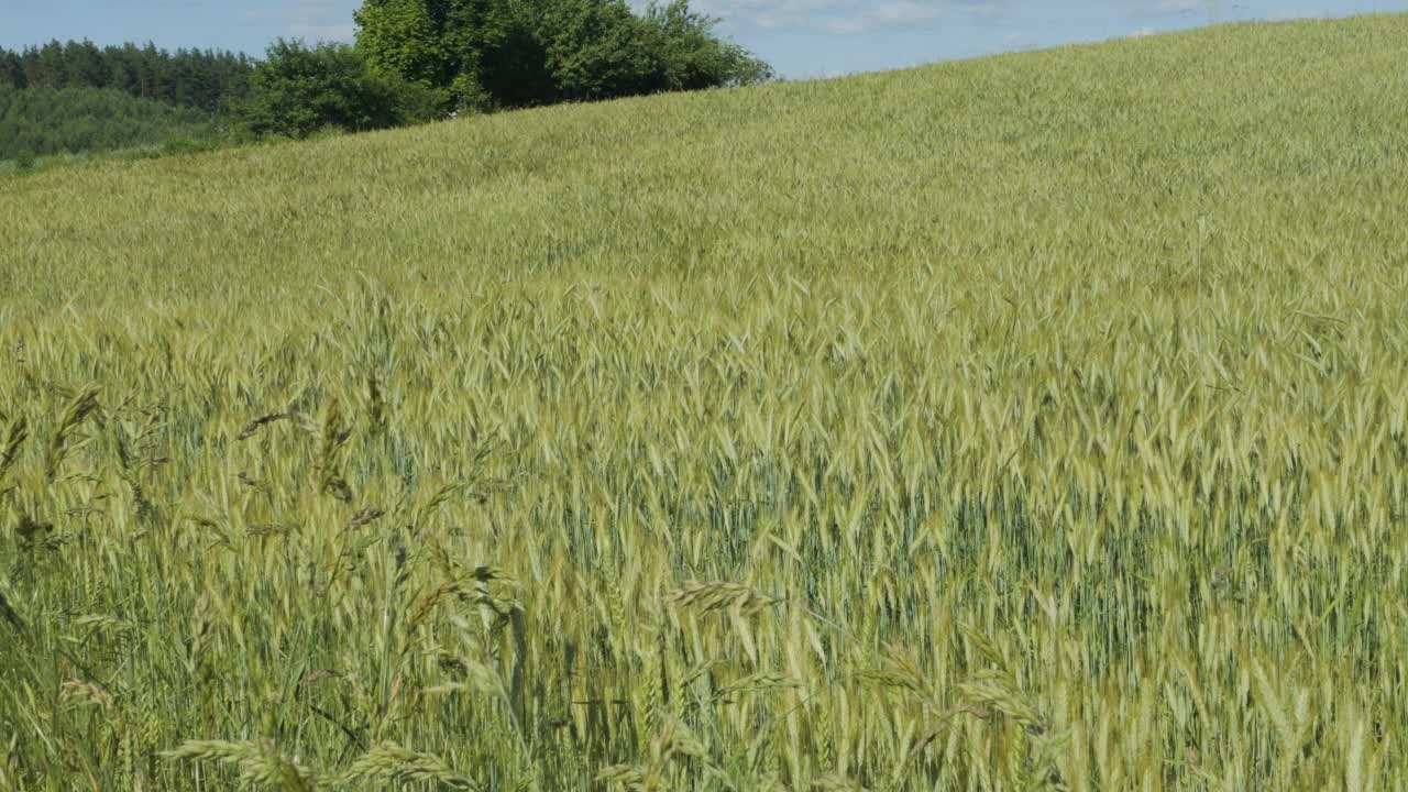天空乌云麦田夏季肥沃的背景。小麦的小穗与谷物摇风。谷物在夏天成熟。农业企业环境友好型小麦。全球粮食危机。视频素材