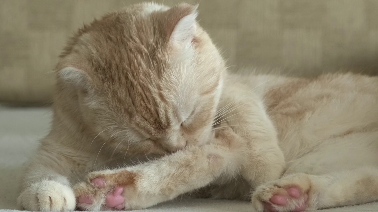 苏格兰折耳猫在家舔自己。宠物躺在舒适的米黄色沙发上视频素材