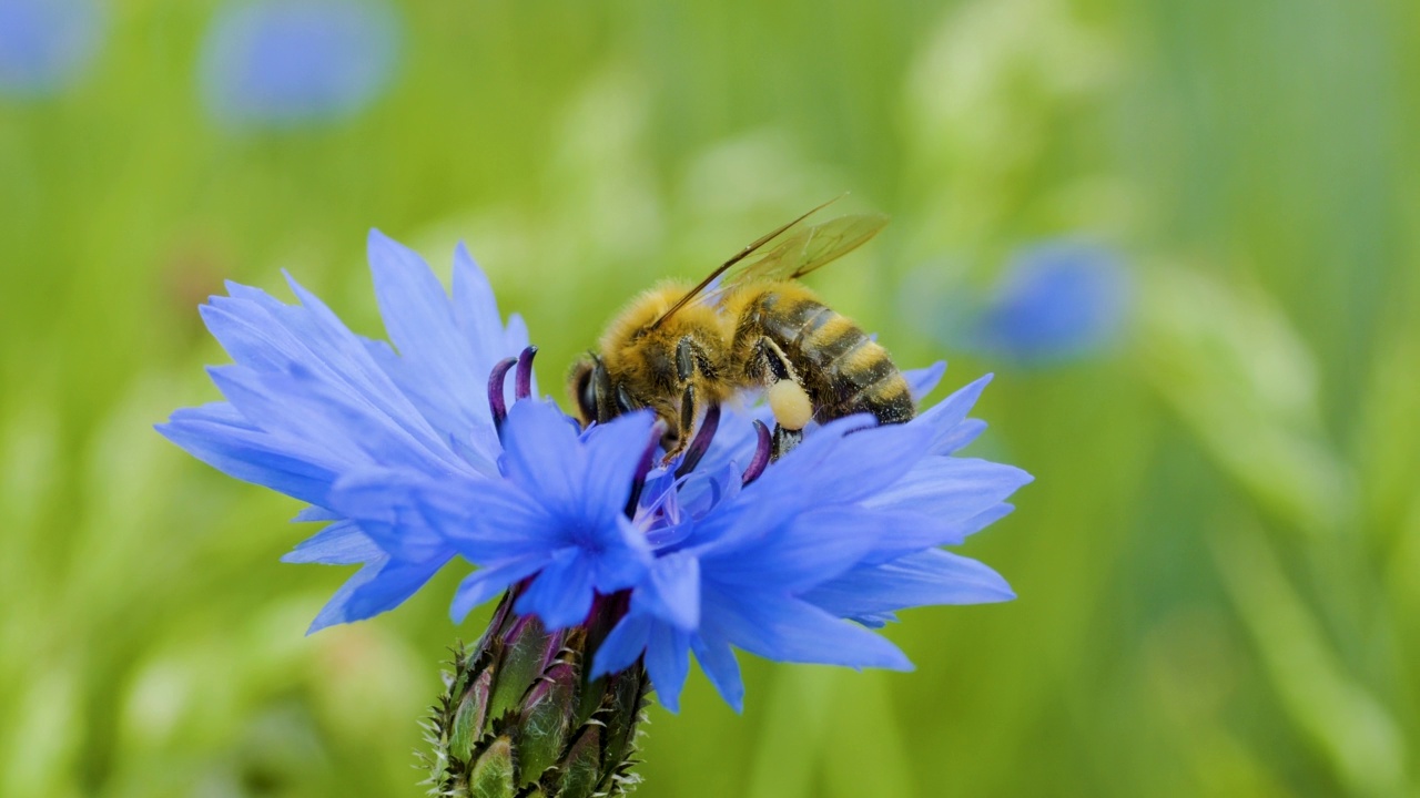 慢镜头飞行蜜蜂覆盖花粉从蓝色菊苣花收集花蜜。春季菊苣花特写。微距拍摄蜜蜂授粉的春天紫色的花盛开的花朵。视频素材