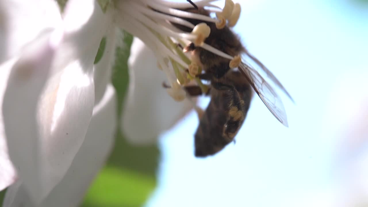 缓慢的运动。超级近距离的蜜蜂昆虫授粉苹果花视频素材