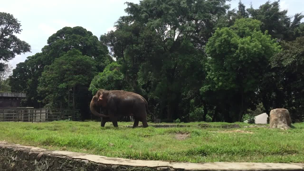 动物园里一只几乎灭绝的大象。视频下载