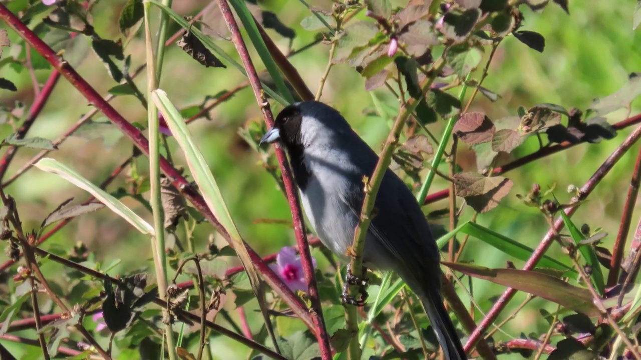 坐在开花枝上的黑面tanager (Schistochlamys melanopis)。视频素材