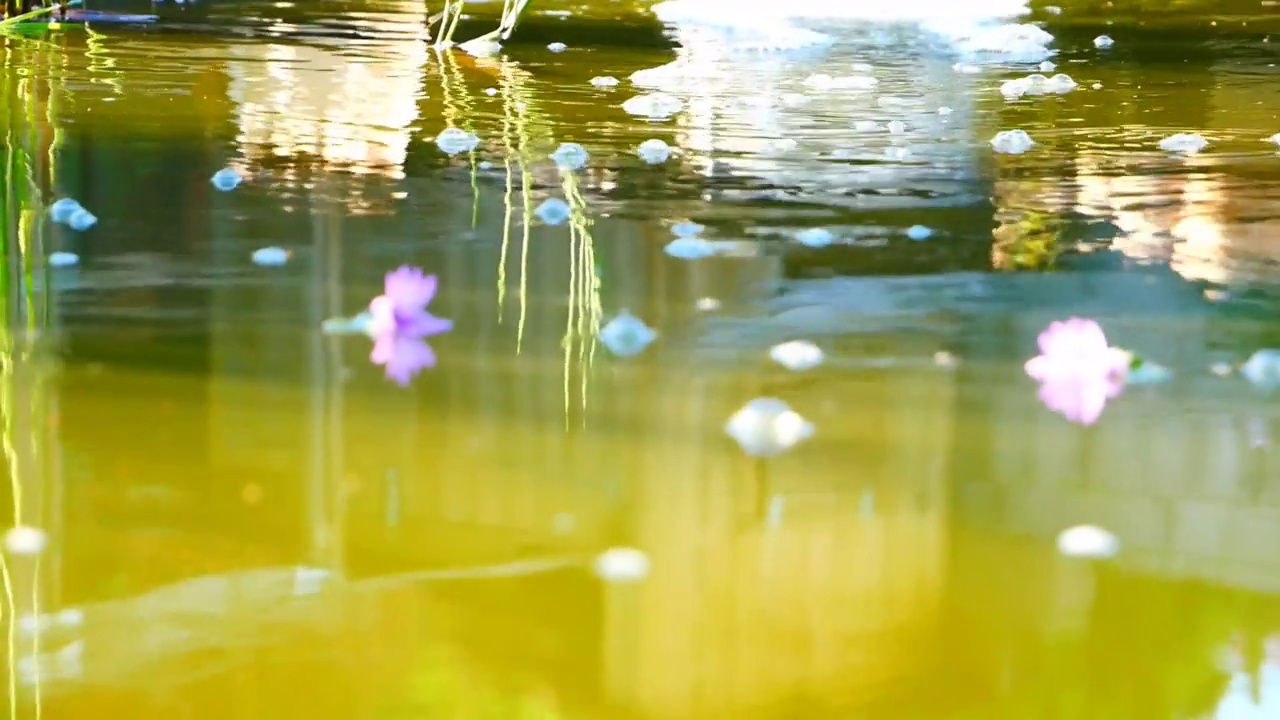 从带有花瓣的喷泉中流出的水流视频素材