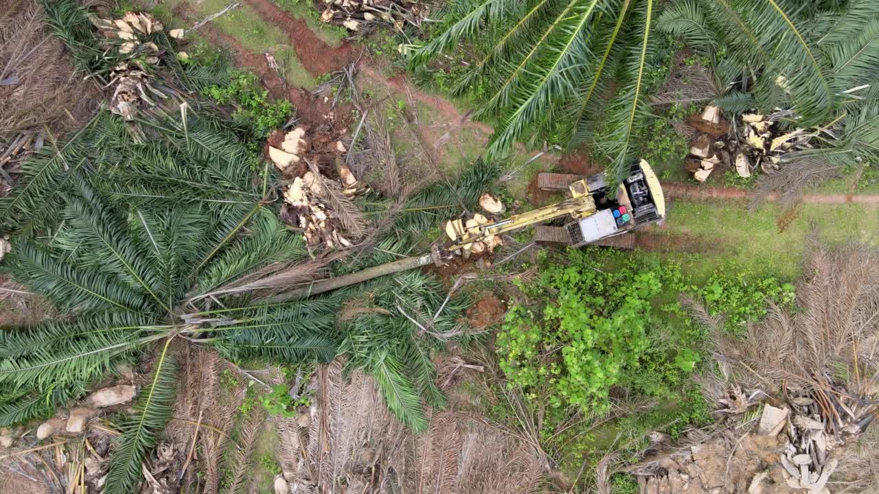 航拍挖掘机切开油棕树干视频素材