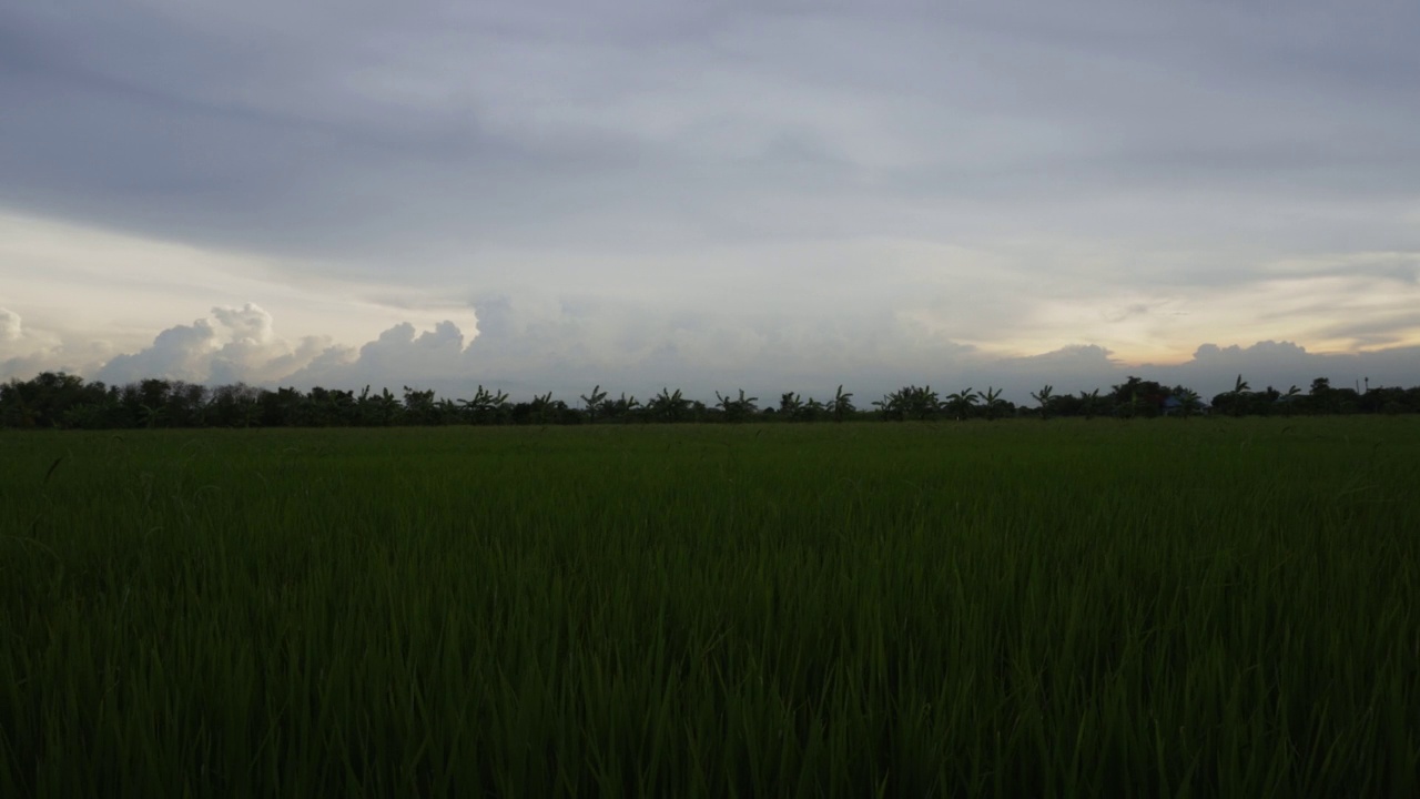 时光流逝绿色的稻田，雨云和夕阳视频素材