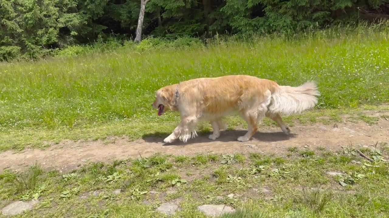 田野里的金毛猎犬视频素材