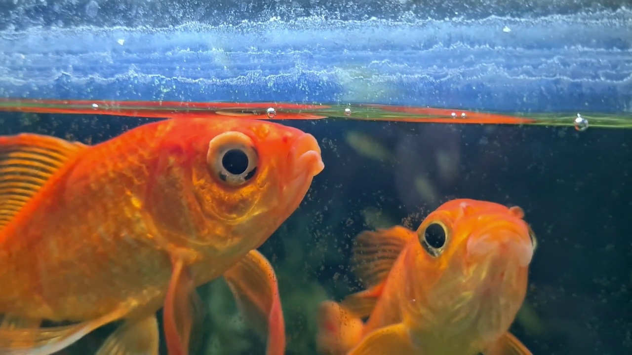 金鱼在水族馆视频素材