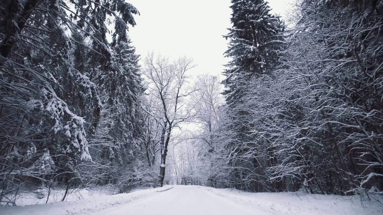 风景如画的冬季森林，树木被雪覆盖。下雪时美丽的林地。广角万向节稳定器拍摄的白色的树林和飘落的雪花。镜头在白雪覆盖的森林道路上直线移动视频素材