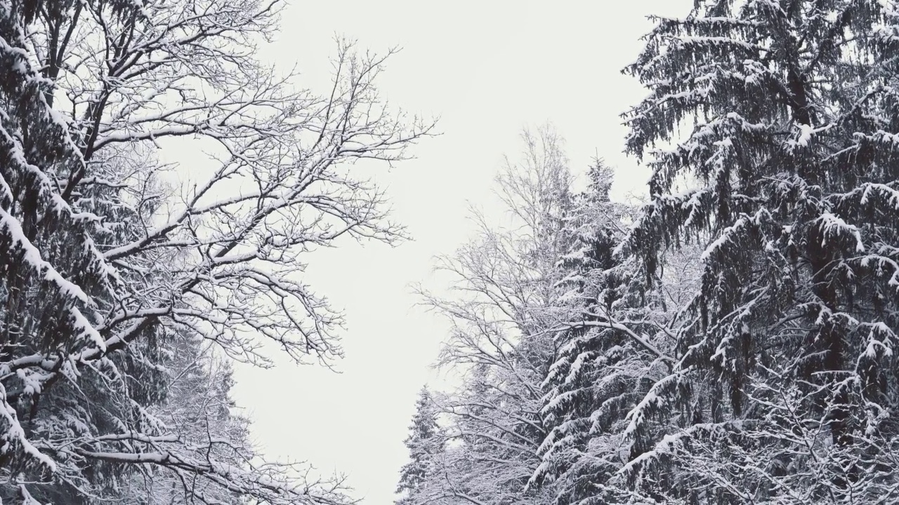 冰雪覆盖的云杉和松树风景如画。下雪时美丽的冬季林地。广角万向节稳定器拍摄的白色的树林和飘落的雪花视频素材