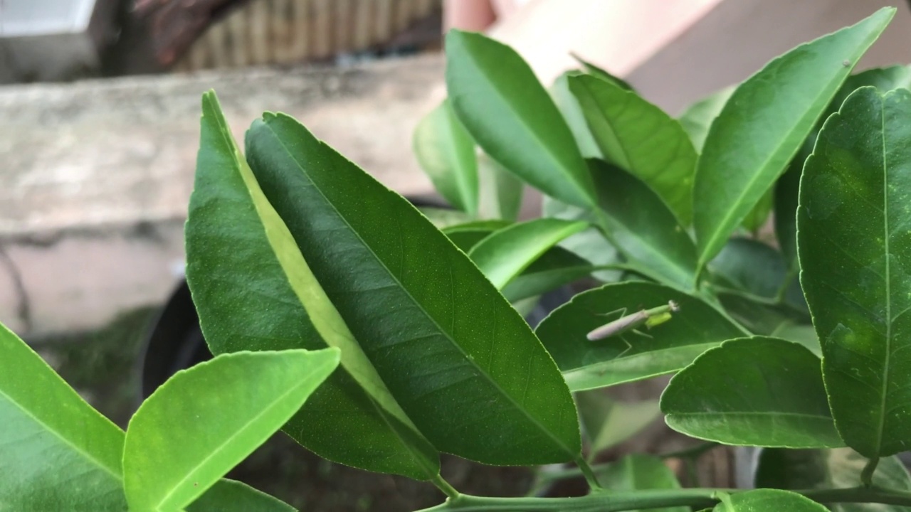 蚱蜢落在橘子树的叶子上，叶子在风中摇摆视频下载