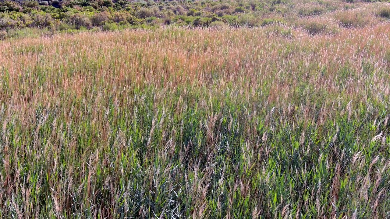 草在风中吹视频素材