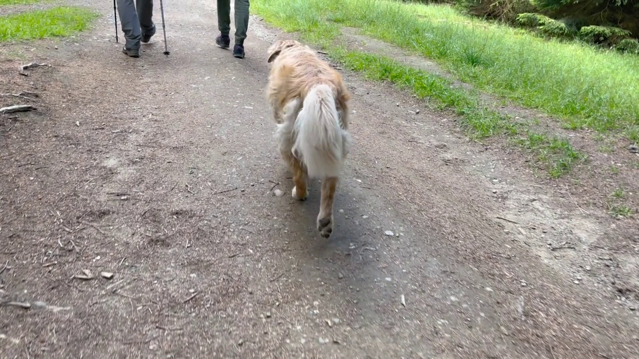 森林里的金毛猎犬视频素材