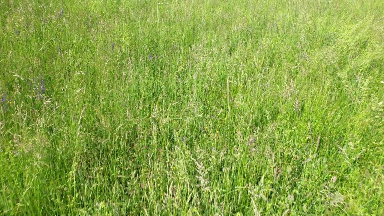 空中，近距离特写:飞行在有不同草和草甸花的牧场上视频素材