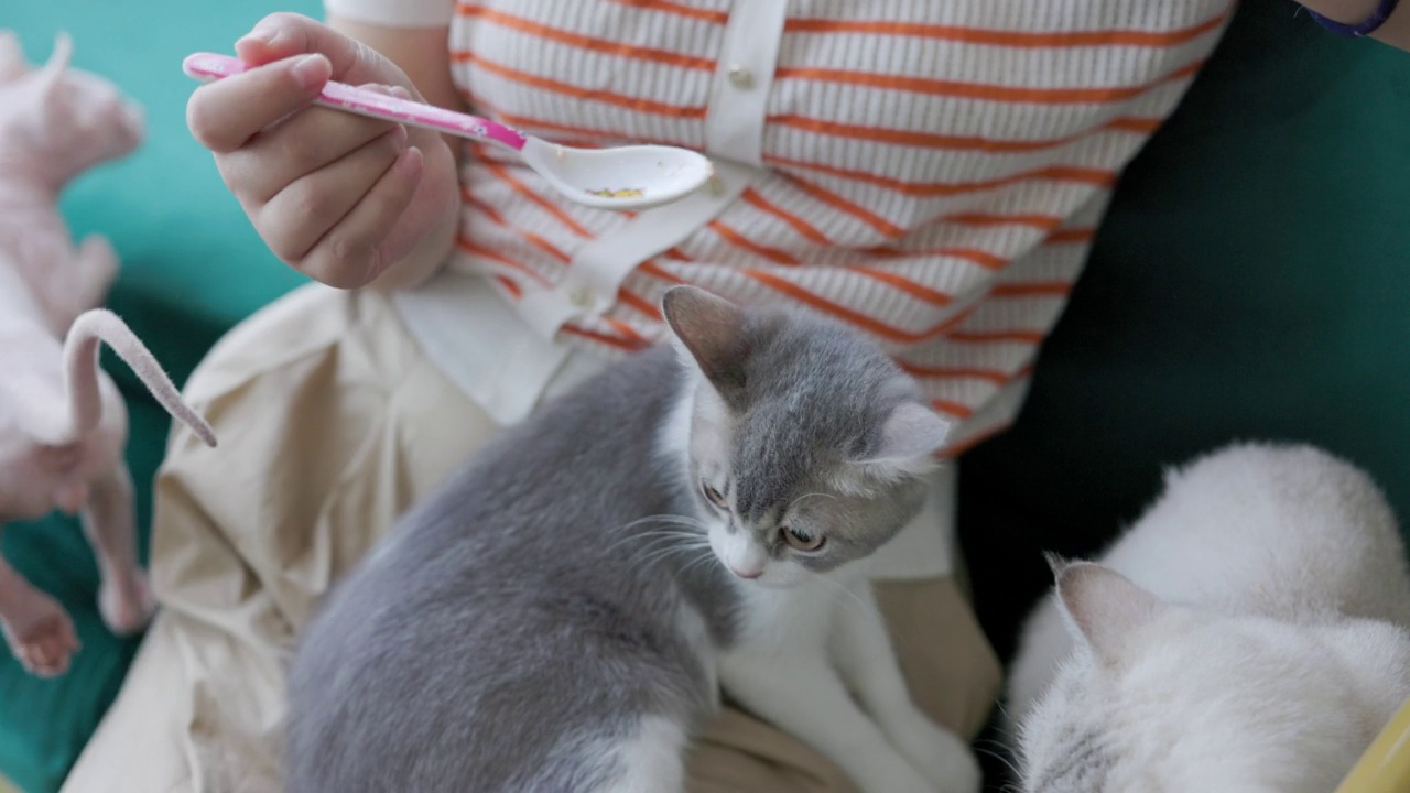 这个女人正在喂她的猫视频素材