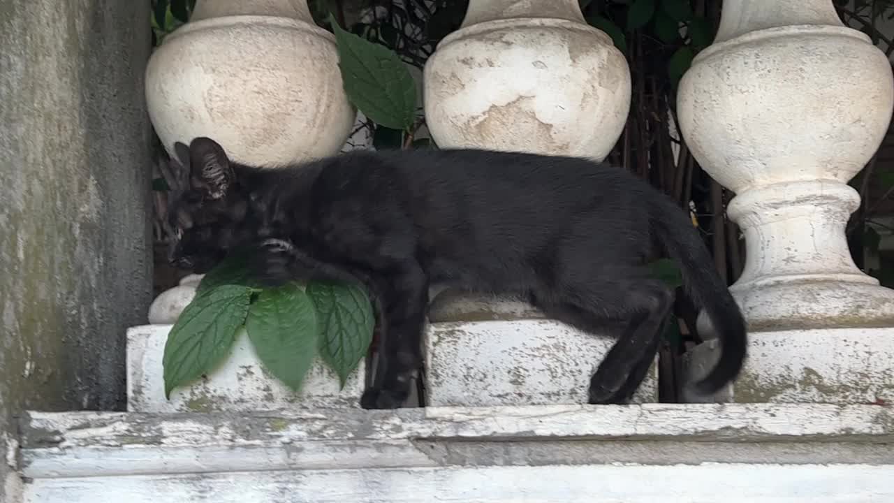 一只黑白花的小猫咪沿着花园的栏杆走着，好奇地看着镜头。视频素材