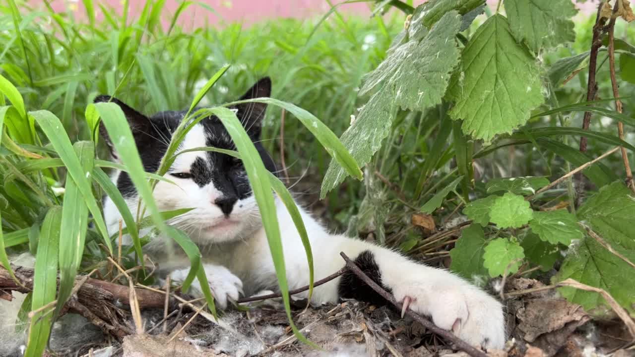 一只有趣的猫正在草地上的草地上睡觉，醒来后喵喵叫着要食物。视频素材