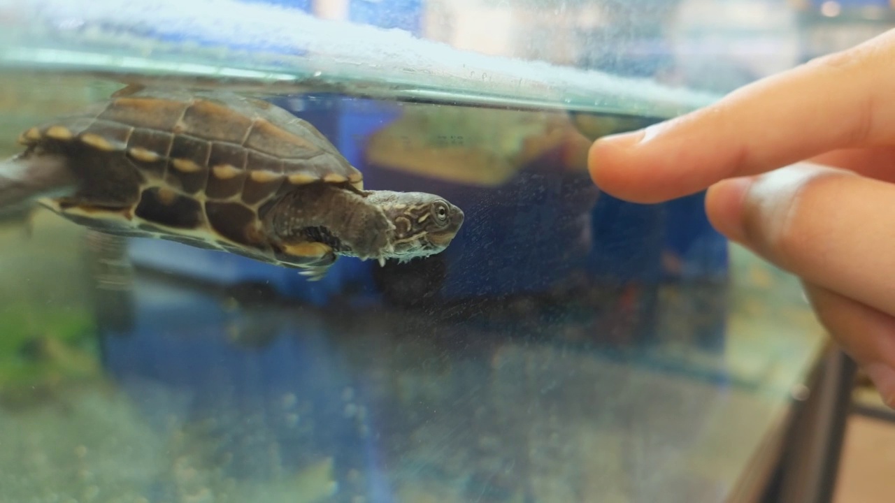 水族馆里，一只海龟在小女孩的手指下孵化视频下载