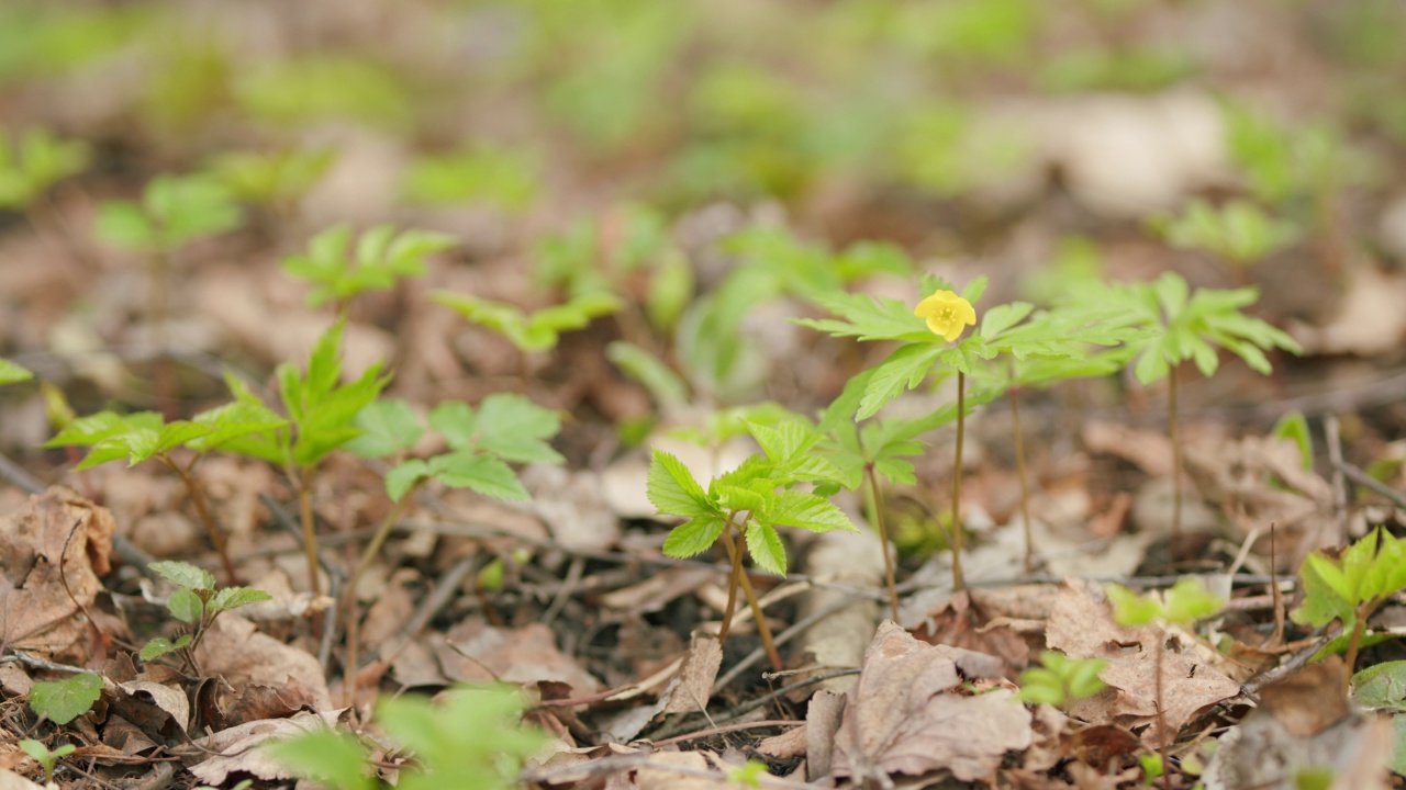 春花木海葵。森林里的景观花。报春花。视频素材