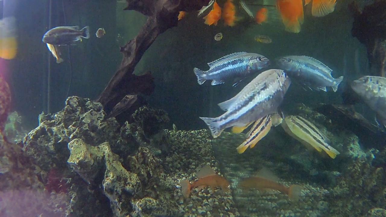 水族馆鱼类视频素材