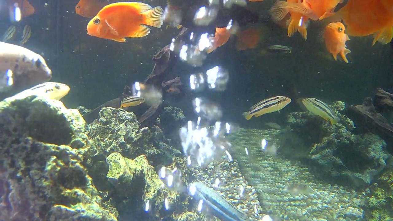 水族馆鱼类视频素材