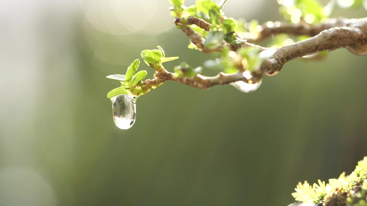 水滴从绿叶树上滴下。近照水滴在清晨的阳光自然背景，慢动作。水滴，自然，绿色，环境，生态，树叶，植物，新鲜的概念视频素材画面2