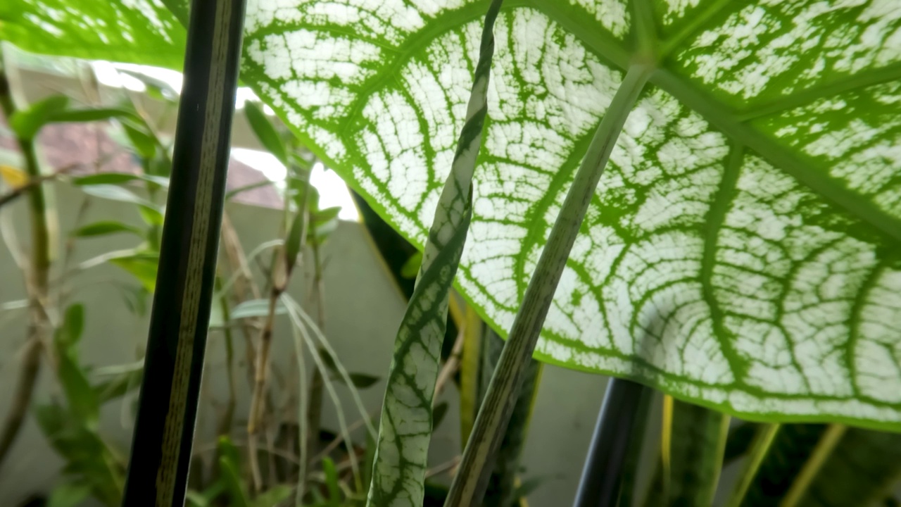 芋头植物的叶子有着独特的颜色组合，绿色和白色在风中摇曳视频素材