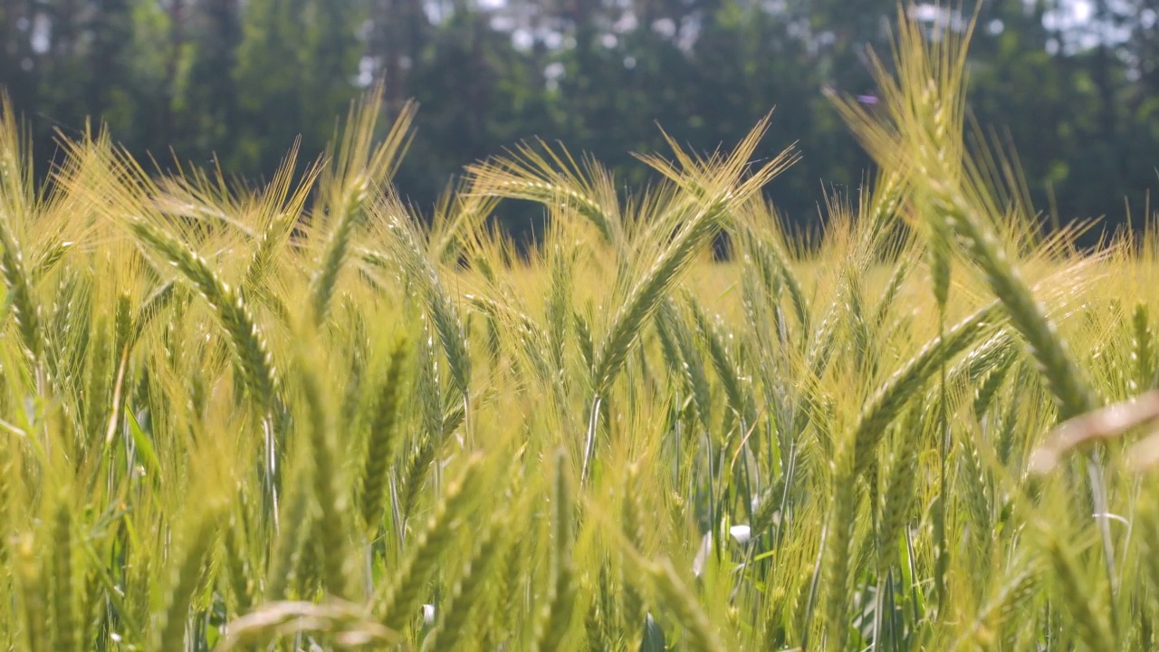 小麦的小穗与谷物摇风。谷物在夏天成熟。农业企业环境友好型小麦。全球粮食危机。天空乌云麦田夏季肥沃的背景。视频素材
