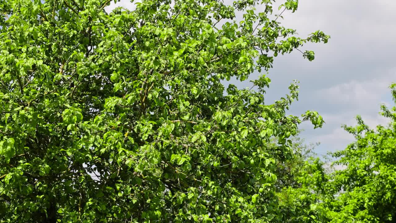 夏天，果树在果园里生长视频素材