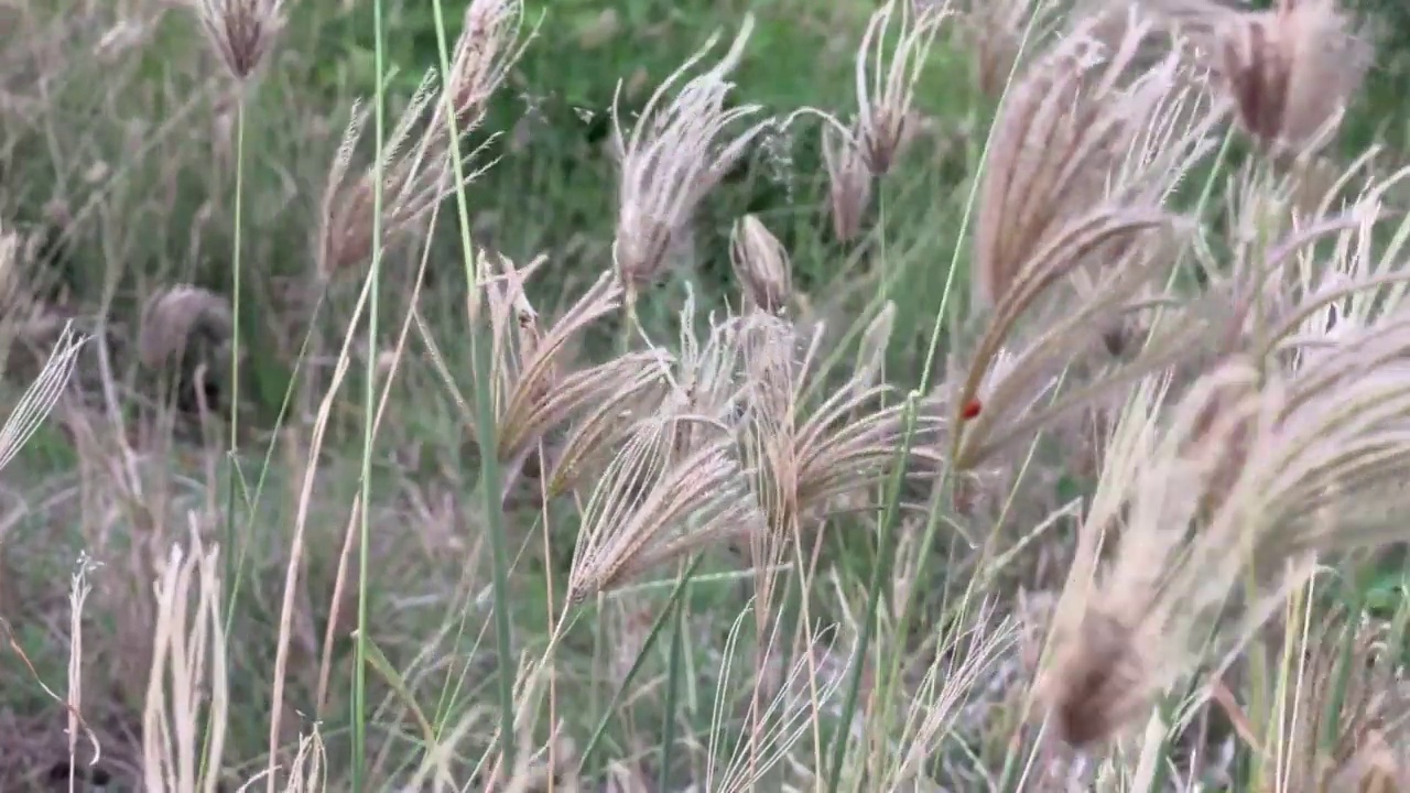 浮肿指草在自然花园的花视频素材