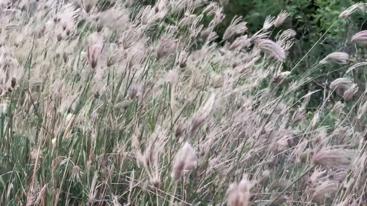 浮肿指草在自然花园的花视频素材