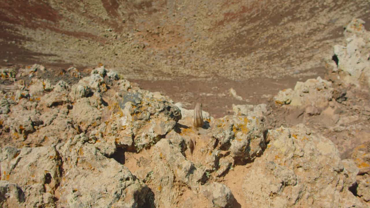 火山口沙漠空旷的景观。岩石形成的特写。加那利群岛富埃特文图拉的卡尔德龙Hondo火山斜坡上硬化的熔岩流。当地的松鼠在后面奔跑。视频素材